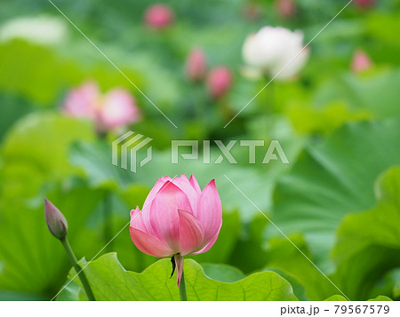 鶴舞公園 植物の写真素材