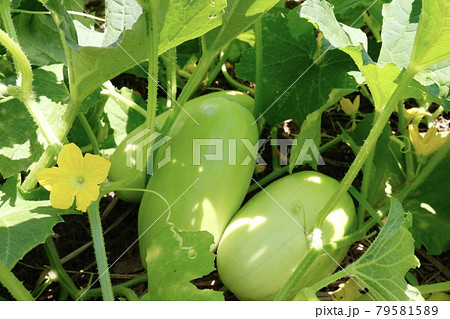 つる性野菜用の写真素材