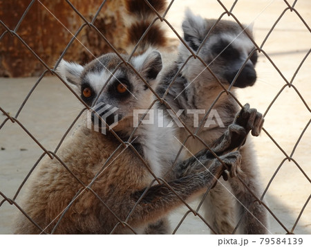 ワオキツネザル 2匹 しっぽ 猿の写真素材