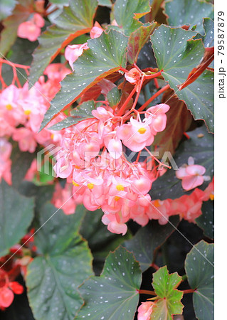 木立ベゴニアの写真素材 - PIXTA