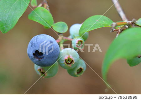 ブルーベリー 果実 ツツジ科 果物の写真素材