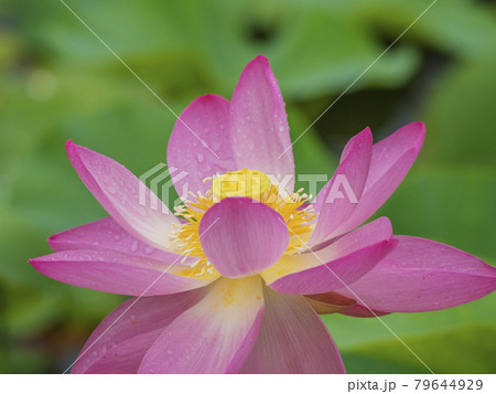 凛とした花の写真素材