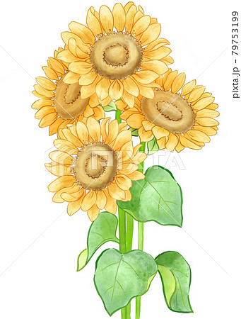 夏天夏向日葵植物插圖素材