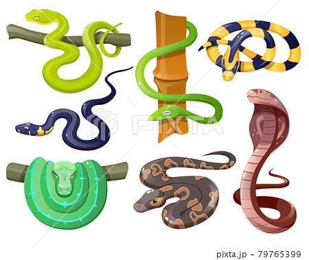 蛇卡通蟒蛇可愛插圖素材