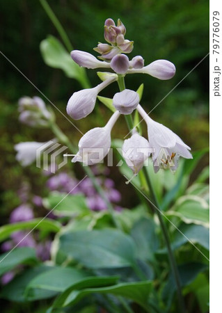 ホスタ ハルシオンの写真素材