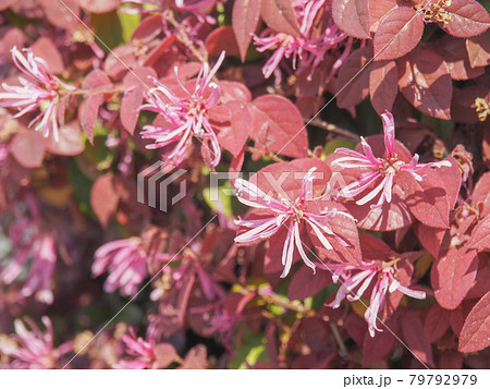 まんさくの花の写真素材