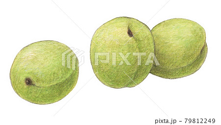 青梅のイラスト素材