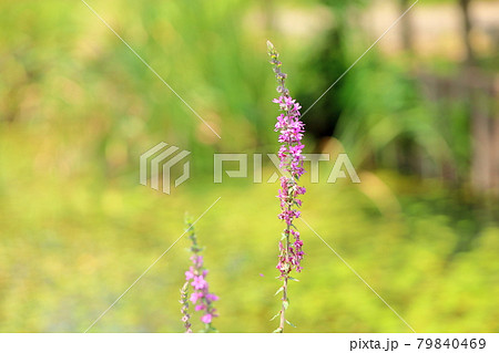 茎の長い植物の写真素材