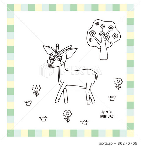 キョン 動物の写真素材