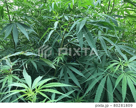 大麻草の写真素材