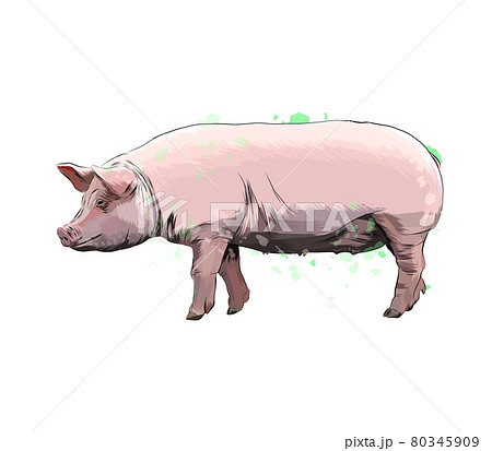 豚の鼻のイラスト素材