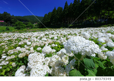 アナベルの写真素材 - PIXTA