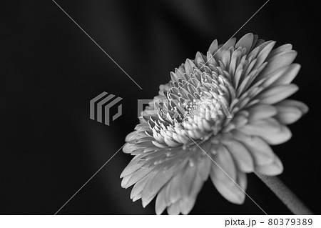 黒バック モノクロ ガーベラ 花びらの写真素材