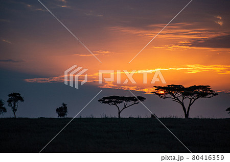 サバンナの夕焼けの写真素材