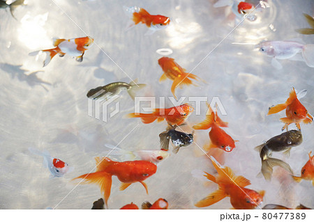 金魚すくいの写真素材集 ピクスタ