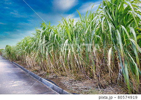 サトウキビ畑 沖縄 農業の写真素材