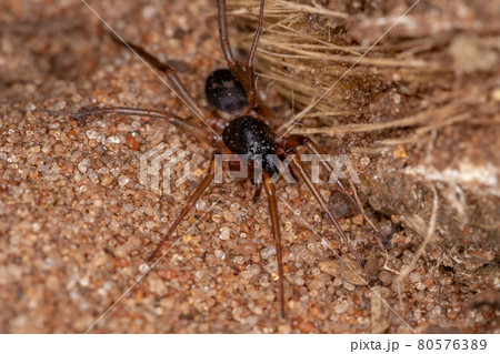 茶色い小さい蜘蛛の写真素材
