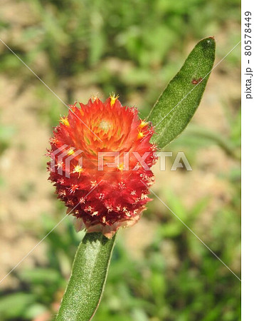 ストロベリーフィールズ 花の写真素材