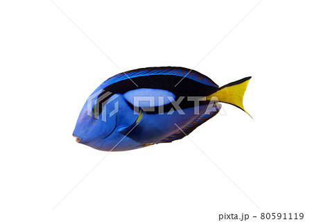 ナンヨウハギ ドリー 海水魚 熱帯魚の写真素材