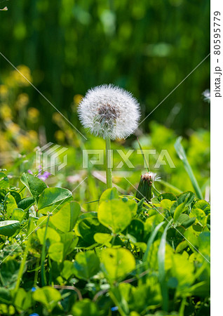 植物 雑草 綿毛 白い綿毛の写真素材