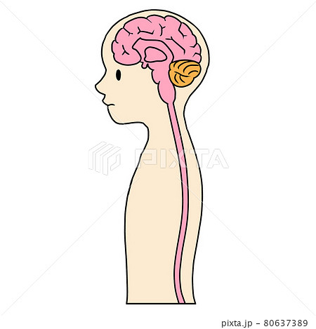 小脳 大脳 脳 解剖図のイラスト素材