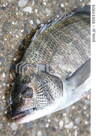 チヌ 魚 カイズの写真素材