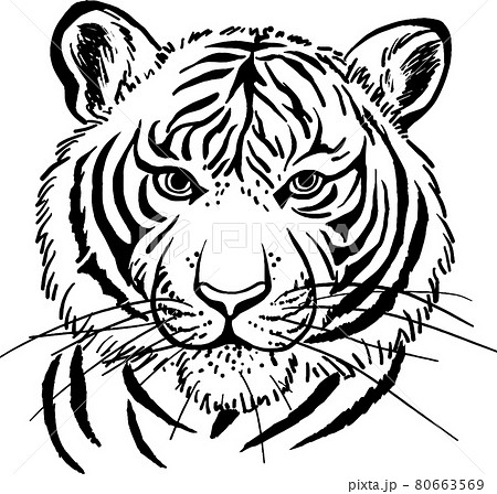 タイガー トラ 虎 モノクロのイラスト素材