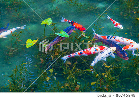 緑色の魚の写真素材