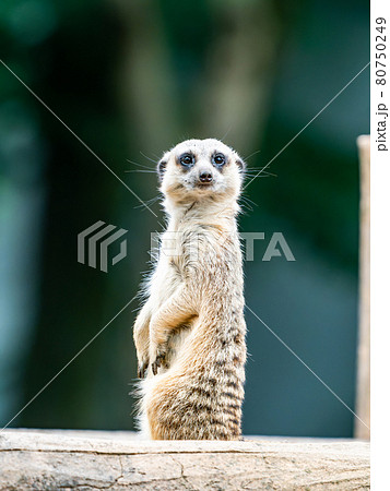 ミーアキャット 動物 かわいい 可愛いの写真素材