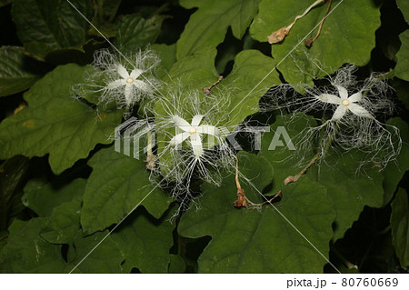 ツル性植物 雑草の写真素材