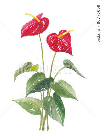 アンスリウム　水彩画　トロピカル 観葉植物 アンスリウム 水彩 植物のイラスト素材 - PIXTA