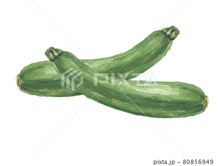ウリ科 野菜の写真素材