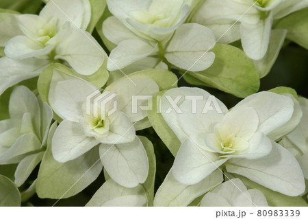 カシワバアジサイ 柏葉アジサイ スノークイーン あじさいの写真素材 カシワバアジサイ 柏葉アジサイ スノークイーン あじさいの写真素材