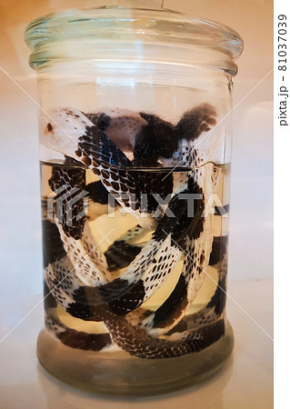ホルマリン漬け 蛇 標本の写真素材