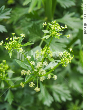セロリの花の写真素材