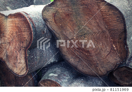 年輪 丸太 断面の写真素材