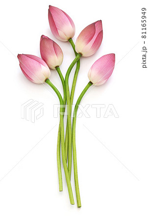 蓮 蕾の写真素材 - PIXTA