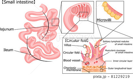 解剖図 内臓 人体図の写真素材