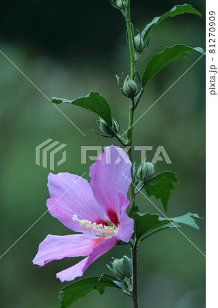 ハイビスカスに似た花の写真素材