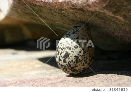 ヒラモンスターの写真素材