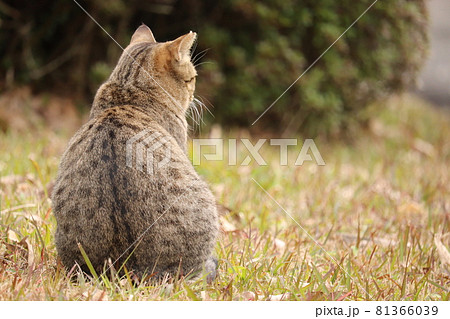 猫 背中 哀愁 かわいいの写真素材