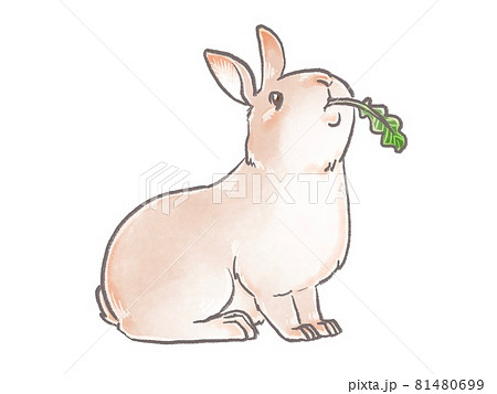 うさぎ エサ ウサギ 兎のイラスト素材