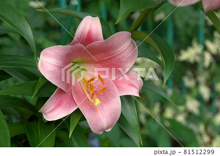 夏の花 ユリ科 ゆりの花 ピンク色の花の写真素材