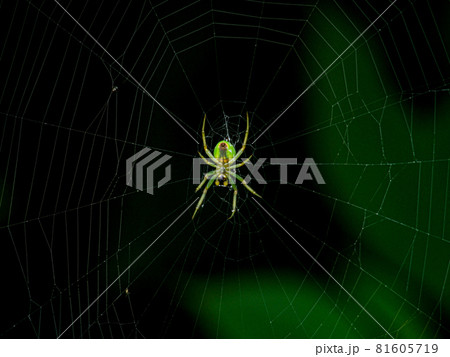 蜘蛛 蜘蛛の巣 罠 昆虫の写真素材