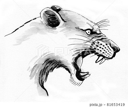 ライオン 吠える 轟 狂騒のイラスト素材