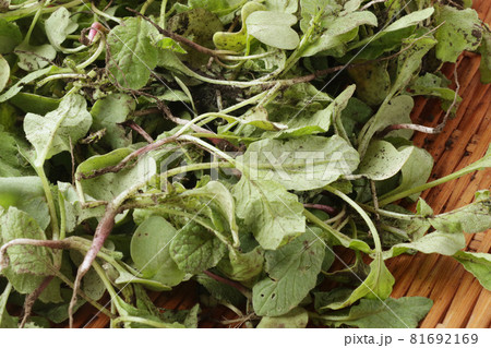 大根葉 食材 葉 間引き菜の写真素材