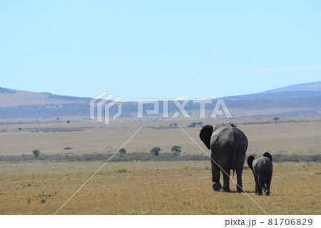 象の後ろ姿 動物の写真素材 象の後ろ姿 動物の写真素材