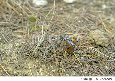 羽化不全 蝶の写真素材