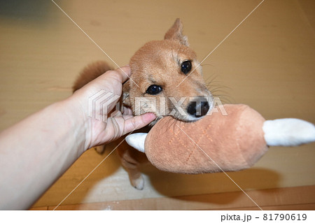 犬 動物 甘える なでるの写真素材