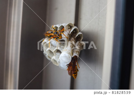 ハチの駆除 ハチ駆除 ハチ退治 蜂の駆除の写真素材 - PIXTA